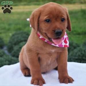 Willow Breeze, Fox Red Labrador Retriever Puppy